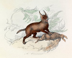 Karakalen (Felis caracal) är ett fyrfota däggdjur som tillhör familjen Felidae (gravyr). av Unknown artist