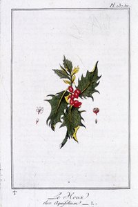 The Holly (Ilex Aquifolium) - i "Övningar i botanik för bruk av handlare", skriven av J.C. Philibert, Imprimerie de Crapelet, Paris av Unknown artist
