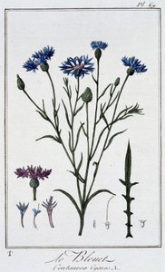 Blåklinten (Centaurea Cyanus) - i "Övningar i botanik för handelsmännens bruk", skriven av J.C. Philibert, Imprimerie de Crapelet, Paris av Unknown artist