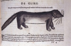 Le loir i Historia Animalium av Conrad Gesner (1516 - 1565), Tiguri av Unknown artist