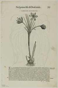 Leaf from Discorsi av Petrus Andreas Matthiolus, plåt 99 från Woodcuts from Books of the XVI Century av Unknown artist