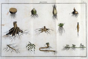 Les Roots: i "" Flora Françoise, eller en kort beskrivning av alla växter som växer naturligt i Frankrike, ordnade enligt en ny analysmetod till vilken vi bifogar citatet om deras minst tvetydiga dygder inom medicin och deras användbarhet i t. av Unknown artist