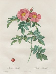 Rosorna: Rosa Lucida av Unknown artist