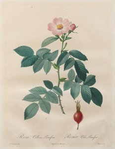 Les Roses: Rosa villosa, pomifera av Unknown artist
