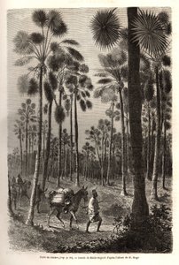 Löjtnant Mages karavan går mot Niger och korsar en skog av jättelika palmer i provinsen Damfa, Mali. Gravyr för att illustrera resan till västra Sudan av löjtnant (marinen) M. Mage, 1863-1866, publicerad i "Le tour du monde, nouve av Unknown artist