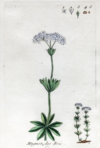 Lily of the Valley eller Sweet Woodruff av Unknown artist