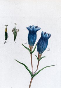 Liten gentiana (Marsh Gentian av Unknown artist