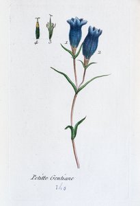 Liten gentiana (Marsh Gentian av Unknown artist