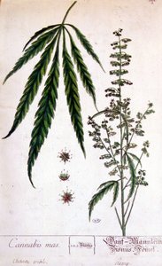 Manlig cannabisväxt. 1800-talsgravyr. av Unknown artist