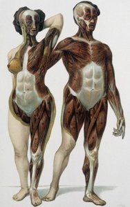 Man och kvinna flådda: muskler - medicinbok, sent 1800-tal av Unknown artist
