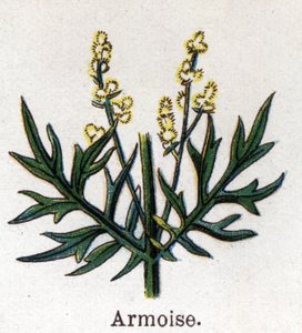 Läkemedel och mat botaniska växter: sagebrush. Gravyr i "" La medication naturelle"", av Friedrich Eduard Bilz (1842-1922) av Unknown artist