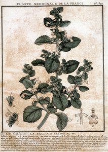 Medicinalväxt från Frankrike: den stinkande belotten. av Unknown artist