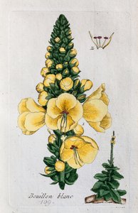 Mullein av Unknown artist
