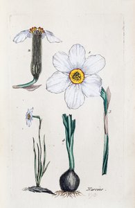 Narcissus av Unknown artist