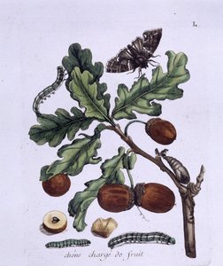 Ekfrukt: ekollon, fjärilar och larver av Unknown artist