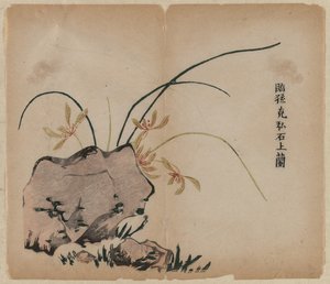 Orchid on Rocks av Unknown artist