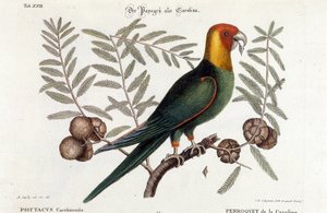 Ornitologi: Carolina papegoja. (Psittacus caroliniensis) av Unknown artist
