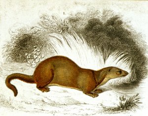 Otter - färggravyr. 1800-talsgravyr. av Unknown artist