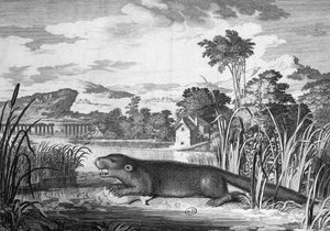 Otter - gravyr av Unknown artist