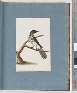 Sida 100. New Holland Honeyeater. Certhia Nova Hollandiae av Unknown artist