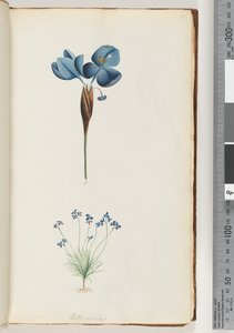 Sida 10. Pattersonia av Unknown artist