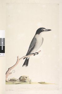Sida 10. Vanga. i nedre mitten i annan hand Naturlig storlek, iris tveksam Grå Butcherbird Cracticus torquatus hane, 1791-92 av Unknown artist