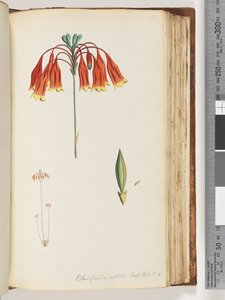 Sida 111. Blandfordia nobilis Exot. Bot. t. 4. Julklocka av Unknown artist