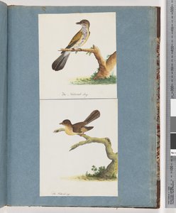 Sida 111. Oidentifierad fågel. 112. Oidentifierad fågel. av Unknown artist