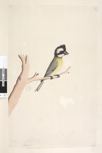 Sida 11. Lanius. ovan titel i annan hand oktober. Naturlig storlek Creed Shrike, Mes Falcunculus frontatus, 1791-92 av Unknown artist