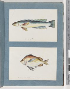 Sida 11. Oidentifierad fisk. 12. Oidentifierad fisk av Unknown artist