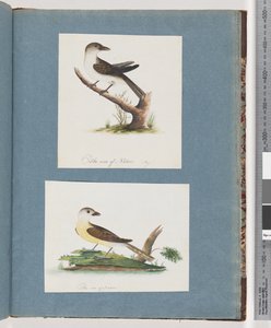 Sida 121. Oidentifierad fågel. 122. Oidentifierad fågel av Unknown artist