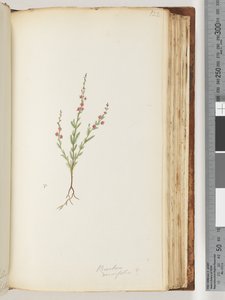 Sida 122. Baeckea densifolia, ev av Unknown artist