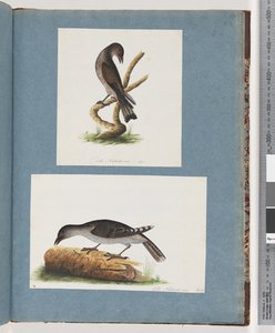 Sida 123. Oidentifierad fågel. 124. Oidentifierad fågel av Unknown artist