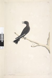 Sida 12. Ocypterus. ovanstående titel i annan hand April,  naturlig storlek Dusky Wood, Swallow Artamus cyanopterus, 1791-92 av Unknown artist