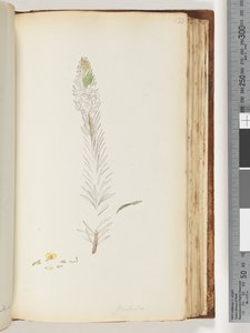 Sida 133. Floribunda ofullbordad ritning av Unknown artist