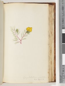 Seite 134. Gompholobium grandiflorum / Exot. Bot. t. 5 von Unknown artist