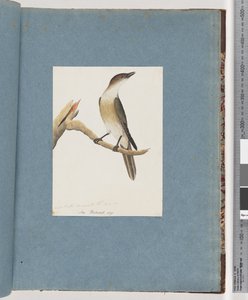 Sida 137. Oidentifierad fågel, möjligen Harmonic Thrush av Unknown artist