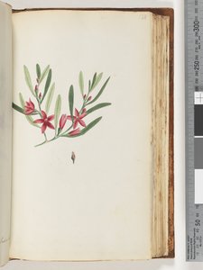 Sida 138. Namnlös blommande växt och insekt av Unknown artist