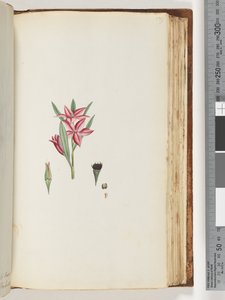 Sida 139. Namnlös blommande växt av Unknown artist