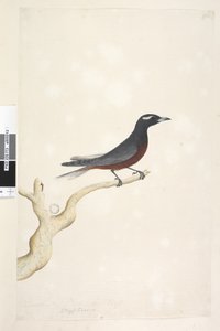 Sida 13. Ocyptamus. ovan titel i annan hand december. Naturlig storlek Vit, brynt träsvala Artamus superciliosus, hane, 1791-92 av Unknown artist