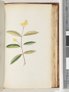 Sida 140. Oidentifierad blomma, oktober 1794 av Unknown artist