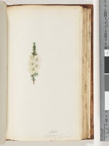 Sida 145. Alela / Leptospermum ambiguum av Unknown artist