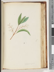 Sida 150. Elaeocarpus av Unknown artist