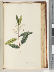 Sida 151. Elaeocarpus av Unknown artist