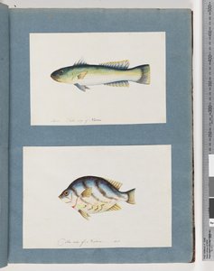 Sida 15. Oidentifierad fisk 16. Oidentifierad fisk av Unknown artist