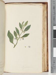 Sida 161. Myoporum av Unknown artist
