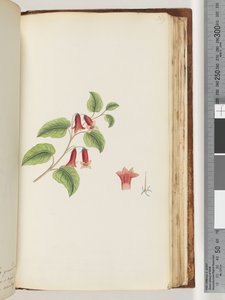 Sida 169. Namnlös blommande växt av Unknown artist