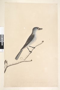 Sida 16. Ceblephyris längs nederkanten i annan hand Samma storlek som fågeln som teckningen är tagen ifrån. April Gråtorstrast Colluricincla munspel, 1791-92 av Unknown artist