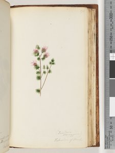 Sida 170. Decandria monogynia. Kalmoides of Banks av Unknown