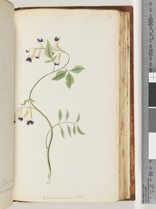 Sida 171. Bignonia australis H.K av Unknown artist